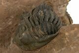 Detailed Metacanthina Trilobite - Lghaft, Morocco #340242-3